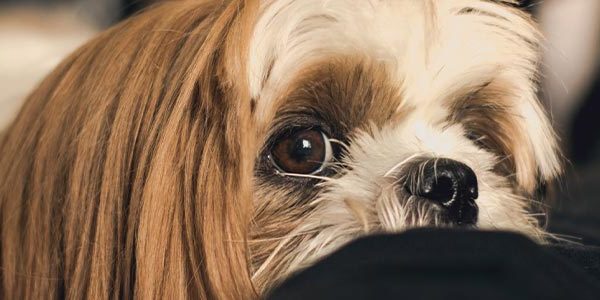 Therapy Dogs Comfort at Funeral Services