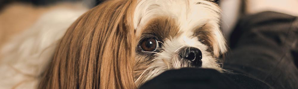 Therapy Dogs Comfort at Funeral Services