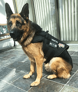 German shepherd hotsell as therapy dog