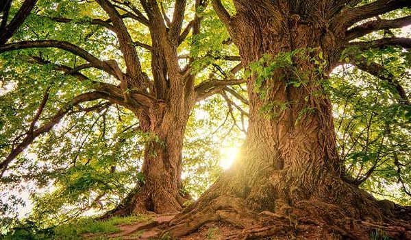 Two trees with the sunset in the background