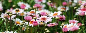 Marguerite Tree Daisy