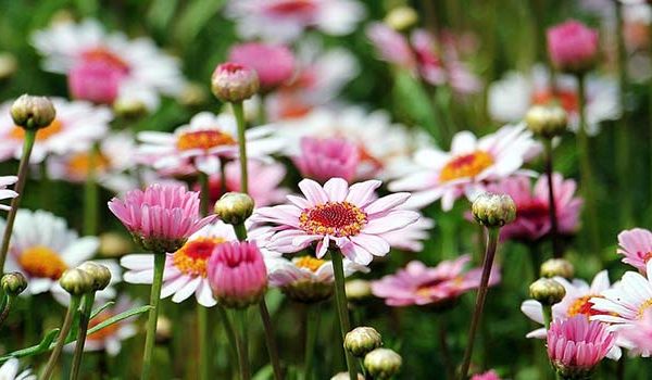 Marguerite Tree Daisy