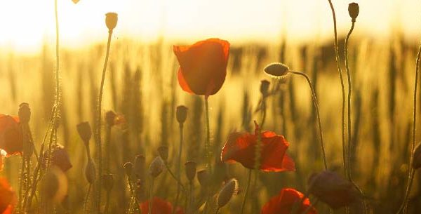 Poppies close up in a field at sunset