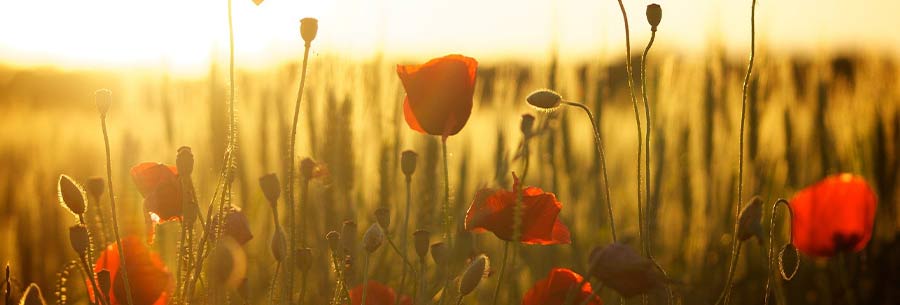 Poppies close up in a field at sunset