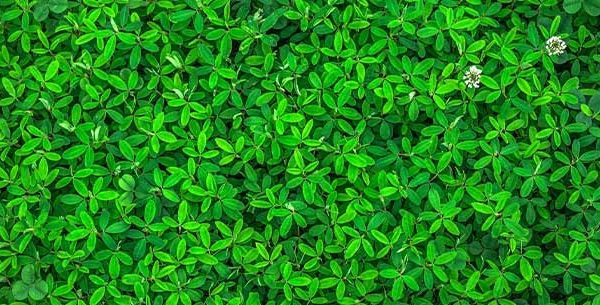 Leafy Green foliage