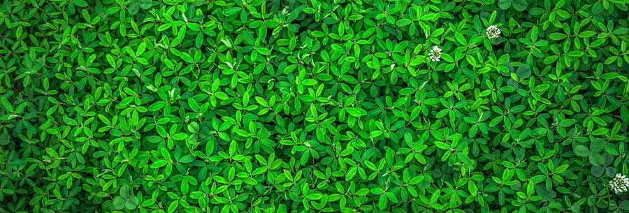 Leafy Green foliage
