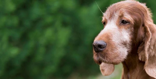 Coping with the loss of a pet - Portrait of a dog