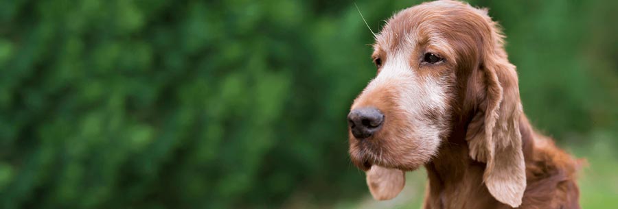 Coping with the loss of a pet - Portrait of a dog