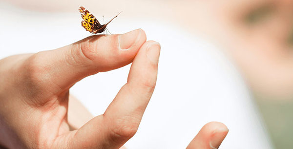 Butterfly landing on hand