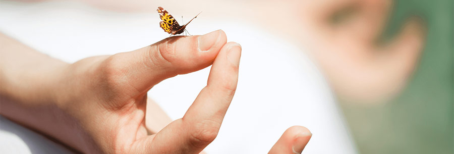 Butterfly landing on hand