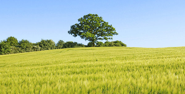 Large tree in the middle of a field