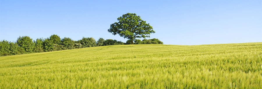 Large tree in the middle of a field