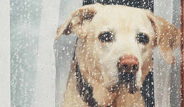 Good looking out of rainy window