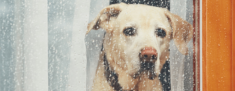 Good looking out of rainy window