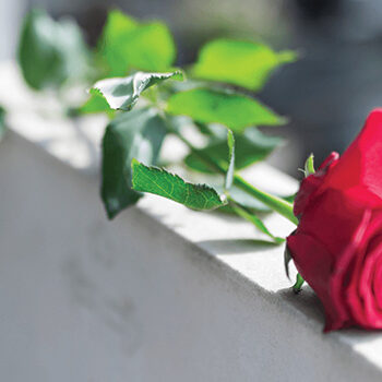 Single rose laying on top of a tombstone
