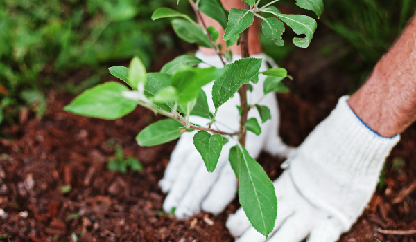 man planting a new plant