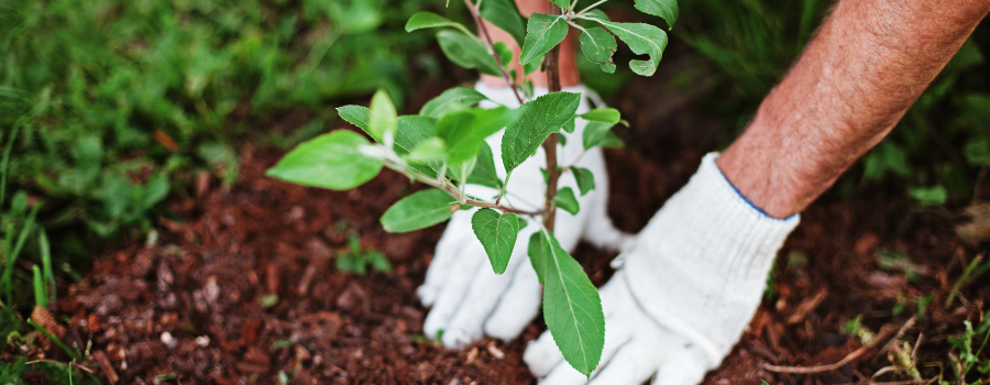 man planting a new plant