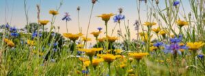 wildflower fields