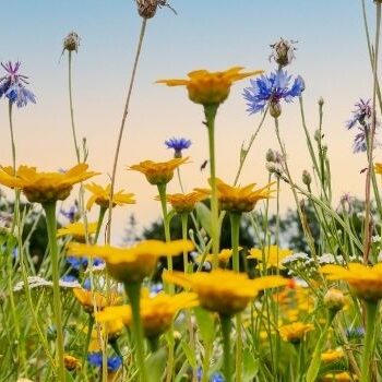 wildflower fields wildflower fields